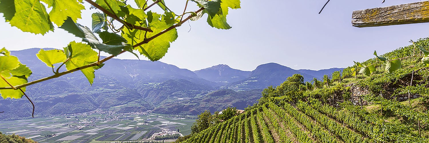 Auf den Hängen der Südtiroler Täler wird viel feiner Weißwein angebaut. 