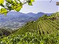 Die besten Weine aus Südtirol und Trentino