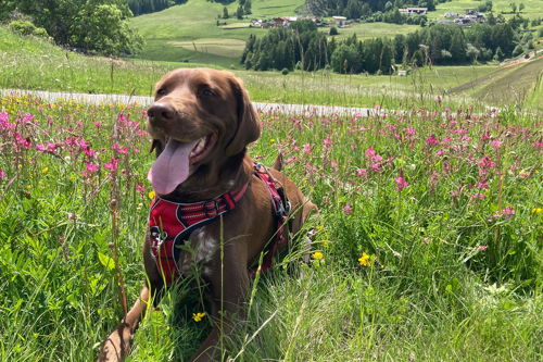 Milka is fully enjoying hiking in Tyrol.