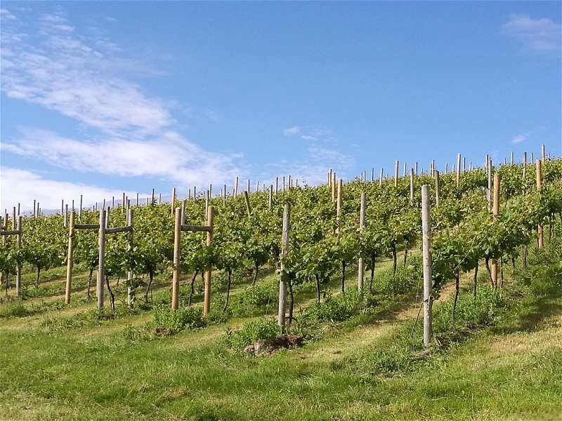 Huxbear vineyard, Devon