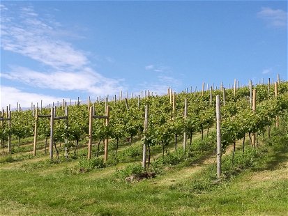 Huxbear vineyard, Devon