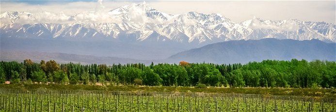 Vineyards near Mendoza in Argentina with Andes in the background