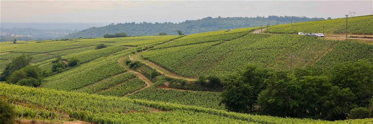 Im Weinanbaugebiet »Mâconnais« entstehen jährlich rund 450.000 Hektoliter Wein.