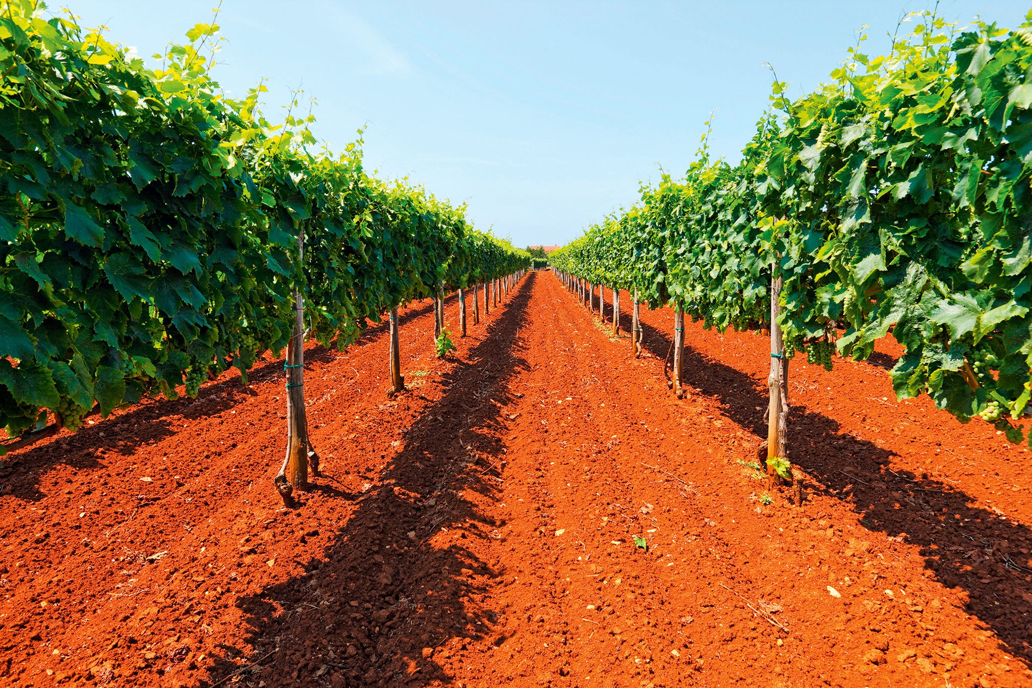 Terra Rossa, eine von eisenoxiden rot gefärbte Erde, prägt Teile der 
istrischen Weinberge.