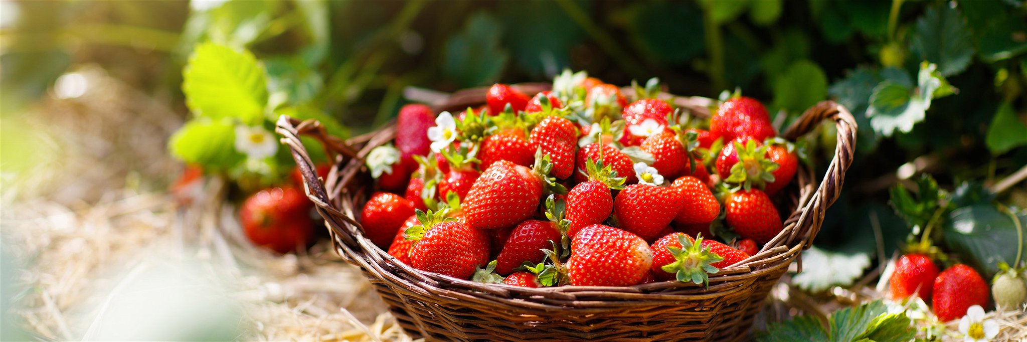 Rund 3,7 Kilogramm Erdbeeren isst jeder Deutsche durchschnittlich im Jahr.
