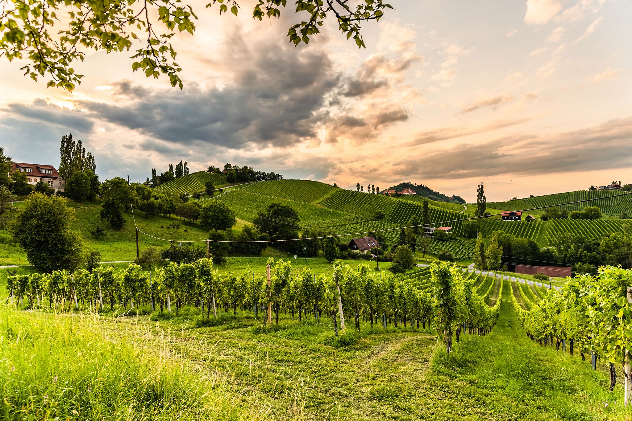 Die Südsteiermark profiliert sich als Top-Region für Sauvignon Blanc.