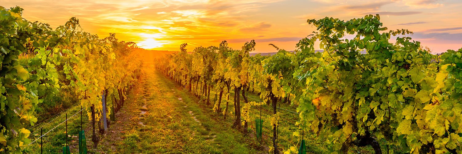 Die besten Weingüter des Kamptals kommen zur Falstaff Weißweingala.