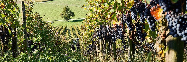 Die Rebberge des Weinguts Besson-Strasser im Zürcher Weinland werden seit vielen Jahren biodynamisch bewirtschaftet.