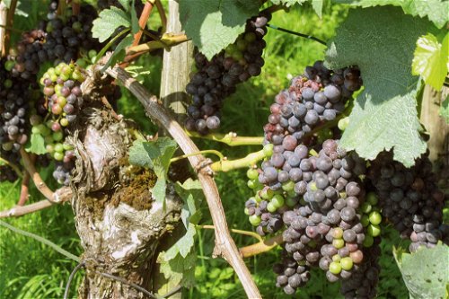 Die Rebsorte Pinot Noir (Blauburgunder) ist die bedeutendste Rebsorte im mittleren Teil der Deutschschweiz. In Schaffhausen macht sie rund 70 Prozent der gesamten Rebfläche aus.
