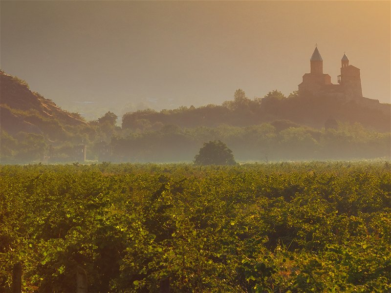 Vineyards in the Kakheti region at sunrise against the background of the historic fortress of Gremi