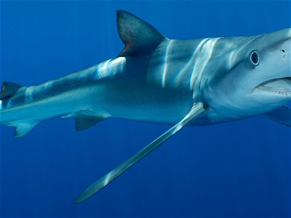 Blue shark at the Azores