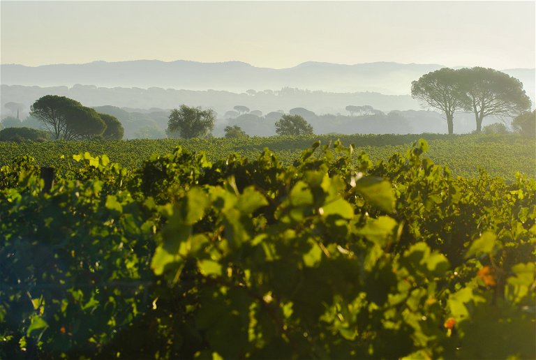 Beste Weinlagen in Südfrankreich.