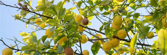 Mittlerweile wachsen auch exotische Früchte wie beispielsweise Zitronen bei uns in Österreich.