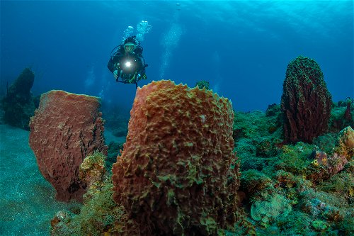 Scuba diving on the reef off the island of Saba.