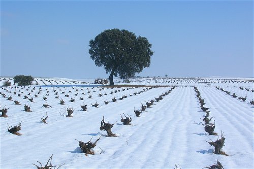 Rueda vineyard in winter.