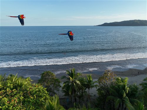 Scartlet Macaws - Red Lapas, Guacamayas in Costa Rica.