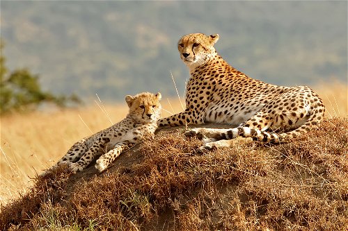 Cheetahs at Masai Mara, Kenya.