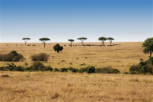 Masai Mara.