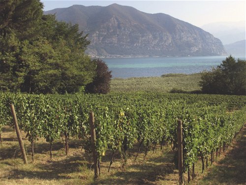 Die Weingärten von Ricci Curbastro geniessen einen exklusiven Blick auf den Iseosee. 