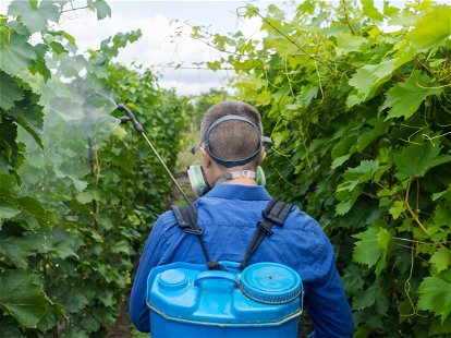 Farmer in a protective mask sprays grapes. Control of diseases of fruit trees. Insecticides and pesticides in farming. Harvest protection. Manual sprayer. Mildew, oidium, anthracnose