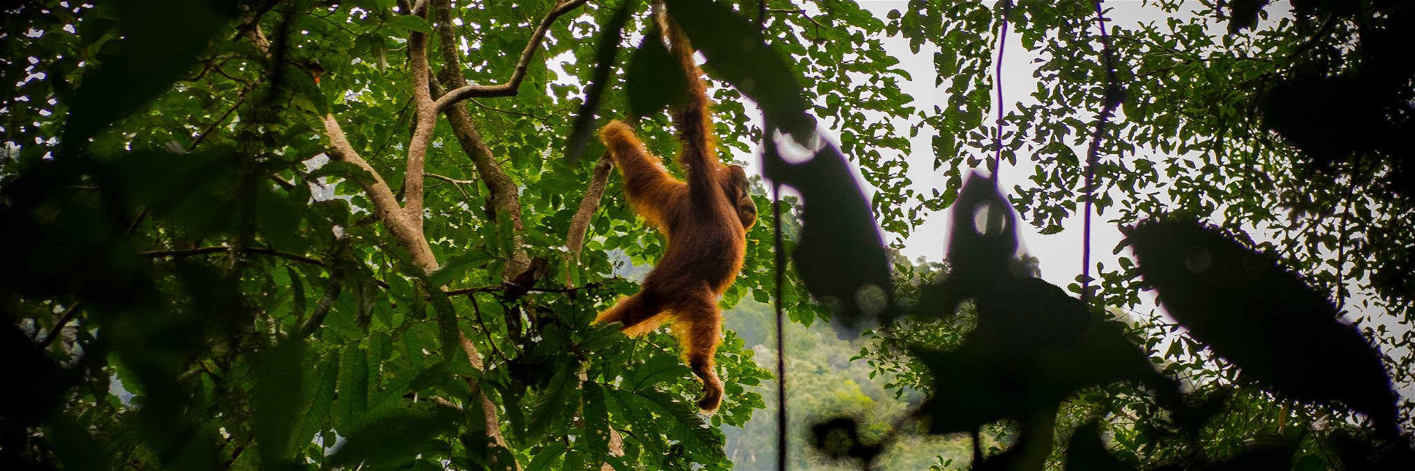 Orangutans in the jungle of Gunung Leuser National Park, North Sumatra