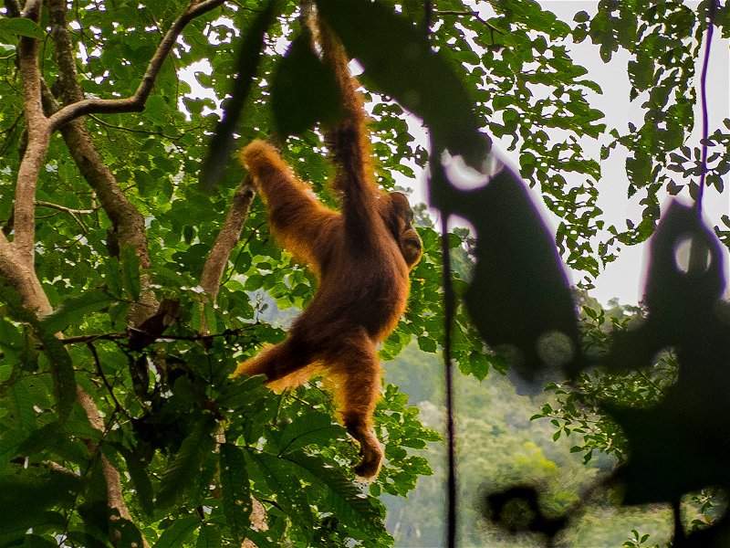 Orangutans in the jungle of Gunung Leuser National Park, North Sumatra