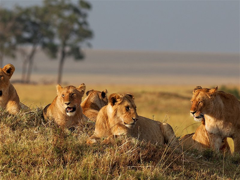 African lions at Masai Mara