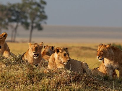 African lion family at Masai Mara, Kenya.