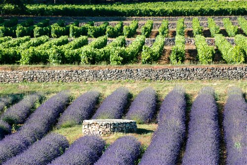 Wein und Lavendel machen die Provence weltberühmt
