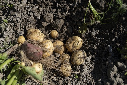 The first early potatoes are picked up to celebrate May 1st. 