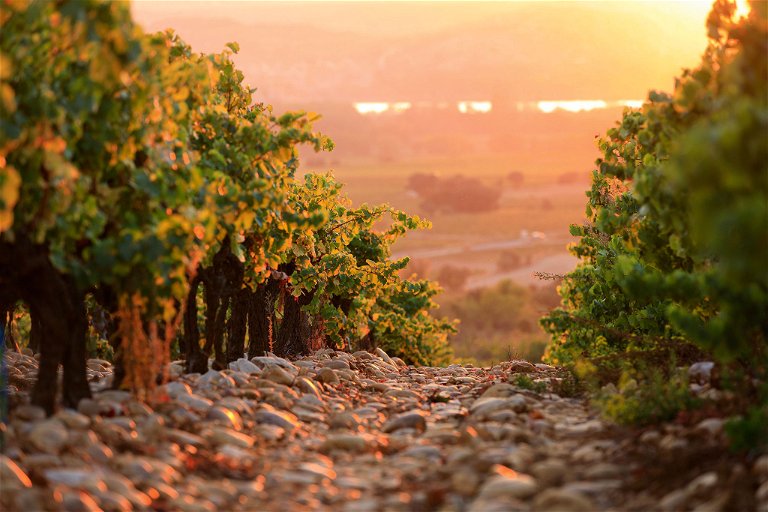 Riesige, oft brotlaibgroße Steine bedecken die Böden der meisten Weingärten von Châteauneuf-du-Pape, die Rhone wirkt zusätzlich positiv auf das Klima ein.