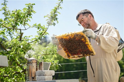 Bienen versüßen den Alltag am Landgut