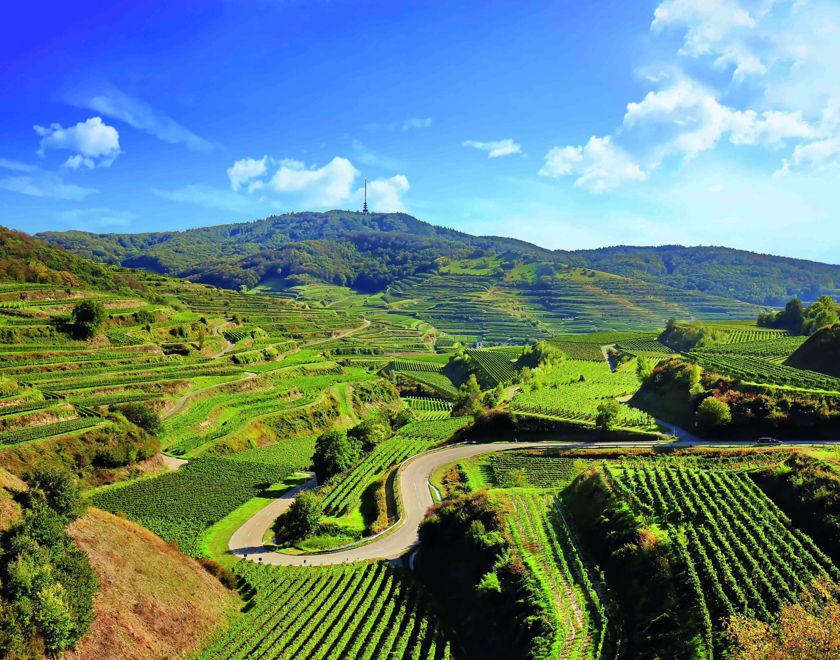 The Diverse Vineyards and Wine Culture of the North and North East in Baden: Pinot Varieties, Riesling, Lviv, and More