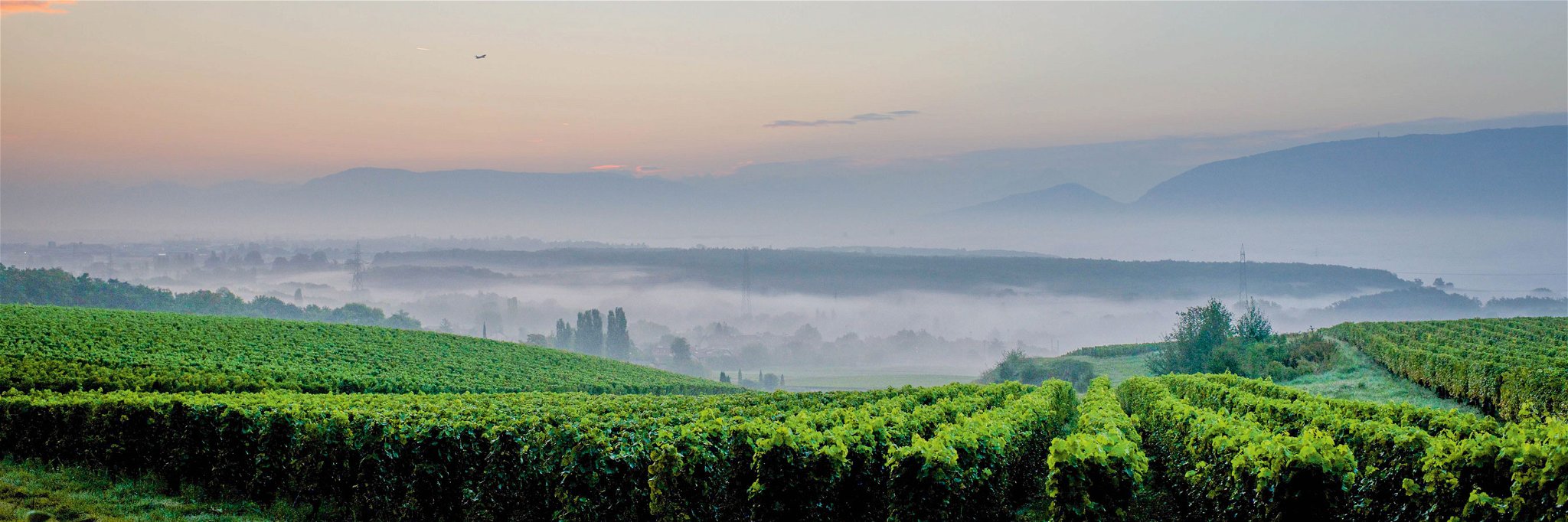 Die Rebberge des drittgrössten Schweizer Weinbaukantons erstrecken sich im Genfer Hinterland.