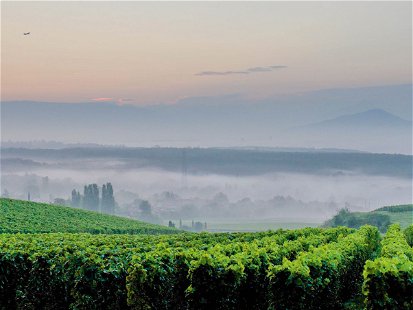 Die Rebberge des drittgrössten Schweizer Weinbaukantons erstrecken sich im Genfer Hinterland.