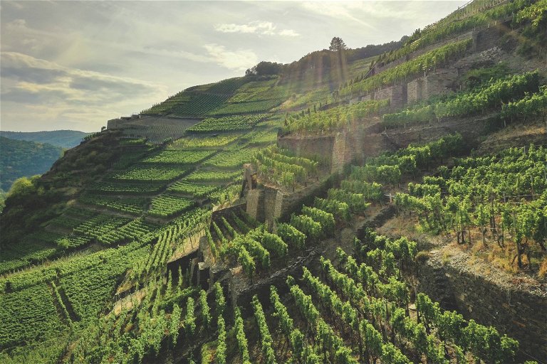 Der Kräuterberg in Walporzheim mit seinen Kleinterrassen ist ein für Deutschlands nördliche Breite typisches Pinot-Noir-Terroir.