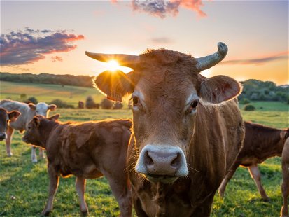 Cows in field, one cow looking at the camera during sunset in the evening