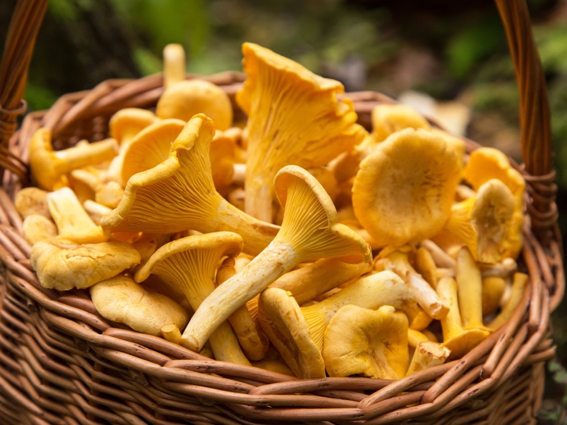 Edible orange chanterelle mushrooms in wicker basket in nature in forest close up, macro