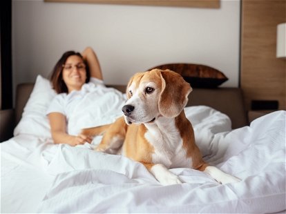 Woman and her beagle dog meet morning in bed