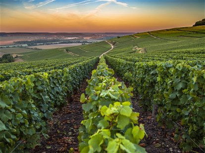 Champagne region in France. A beautiful view.