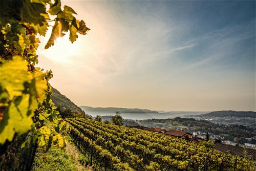 In der südlichsten Region Mendrisiotto wachsen 40 Prozent aller Tessiner Trauben. Wer einmal bei der Weinlese mithelfen möchte, kann das hier erleben.