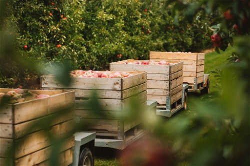 Der Großteil der geernteten Äpfel wird über sogenannte Erzeugerorganisationen vertrieben. Es gibt auch Apfelbaubetriebe, die ihre Äpfel und Apfelprodukte nur ab Hof verkaufen. 