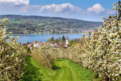 Die Apfelblüte, das Highlight im Thurgau, sollte sich bei idealen Wetterbedingungen ab Mitte April in voller Pracht entfalten.