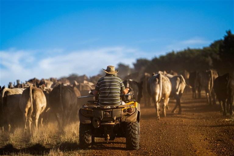 Kilometerweit müssen die Farmer herausfahren, um ihre Herden zu finden