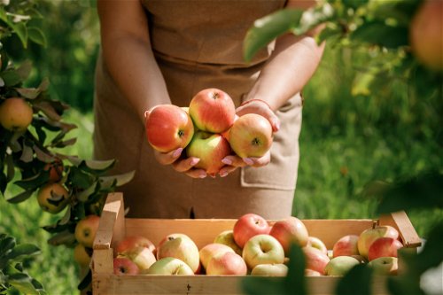 Frühe Apfelsorten wie »Retina« werden bereits im August geerntet, späte wie die »Rote Sternrenette« bis etwa Anfang November. 