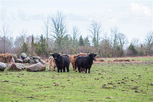 The manor's Scottish highland cattle.