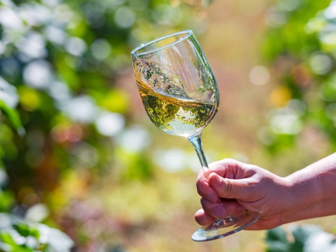 Hand holds glass with white wine next to grapes in vineyard