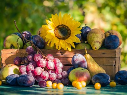 Garden in late summer: Seasonal fruits in a basket in the light of the setting sun