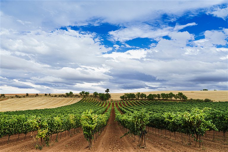 Wundervolle Weinlagen im spanischen Gebiet Ribera del Duero.