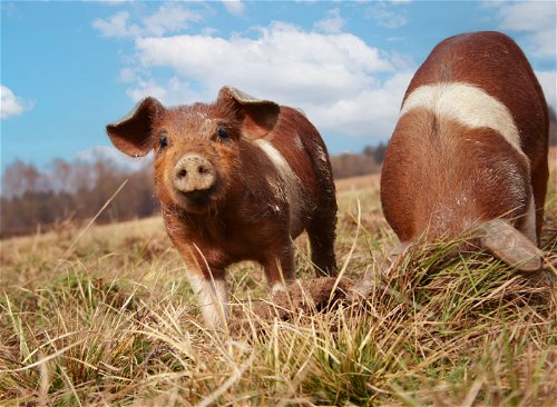 Mit den berühmten »Sonnenschweinen« von »Labonca« beginnt die nachhaltige Produktion, mit der Norbert Hackl schon 2015 europaweit Maßstäbe gesetzt hat.
